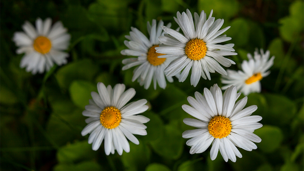 Chamomile Flowers