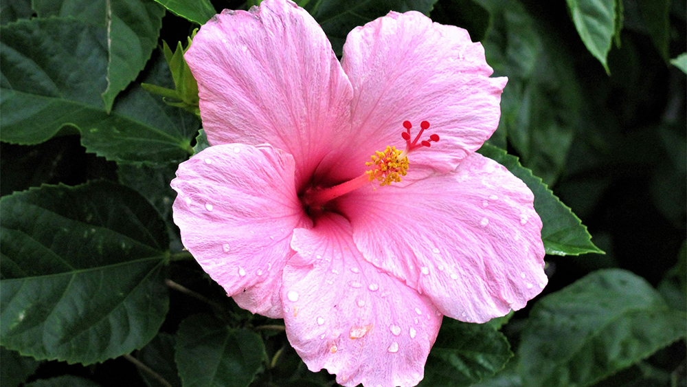 Hibiscus