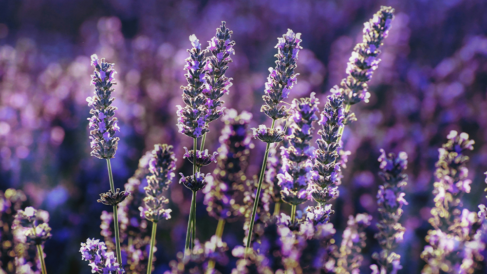 Lavender
