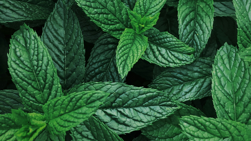 Peppermint
