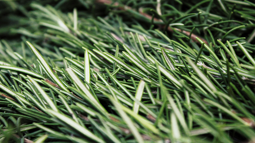 Rosemary