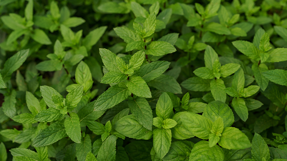 Spearmint