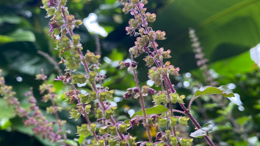 Tulsi